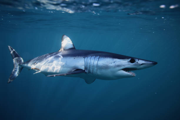 shortfin mako shark, Isurus oxyrinchus, off Cape Point, South Africa, Atlantic Ocean stock photo