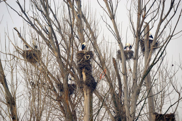 Storks in their nests in the Las Tablas de Daimiel National Park.