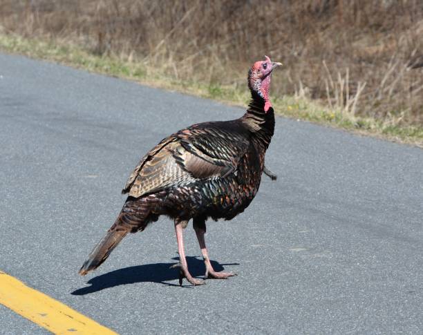istock wild turkey crossing road 1126680826