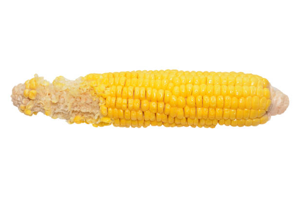 cob devorada de cozido milho amarelo suculento isolado no fundo branco - corn on the cob corn cooked boiled - fotografias e filmes do acervo