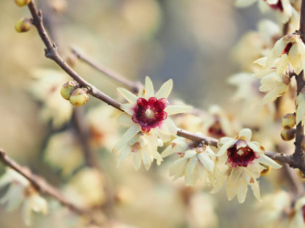 calycanthacea 家族の顕花植物の属、wintersweet ロウバイの花のマクロ - winter sweet ストックフォトと画像