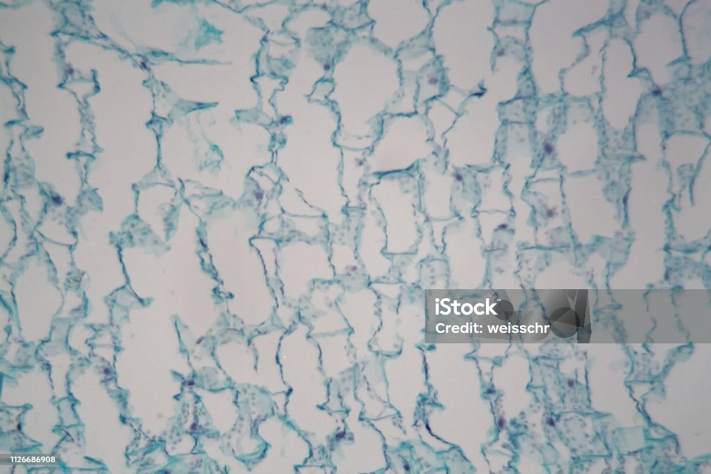 Microscope Cacti Cactus Leaf Under The Microscope Stock Photo - Download Image Now ...