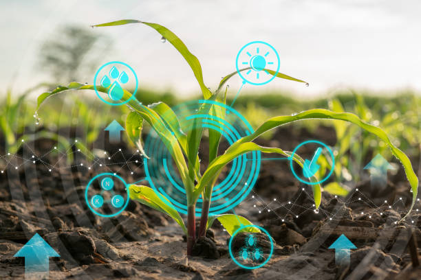 istock Growing young maize seedling in cultivated agricultural farm field with modern technology concepts 1126687418