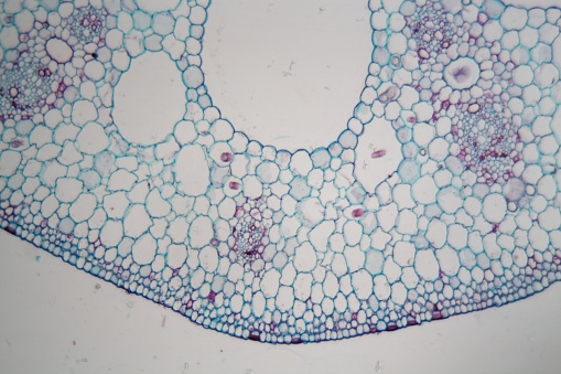 Cells of a water lily (nymphaea) stem under the microscope.