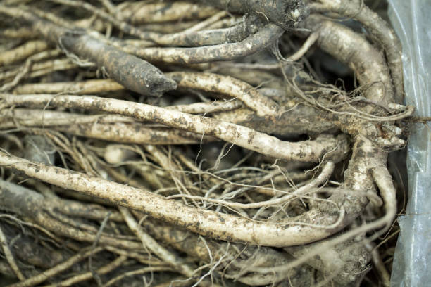 istock Balloon flower root. Root of Korean Bellflower (Doraji) 1126688390