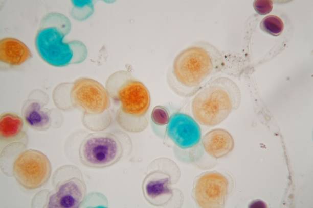 istock Pollen grains of different species under the microscope 1126688766