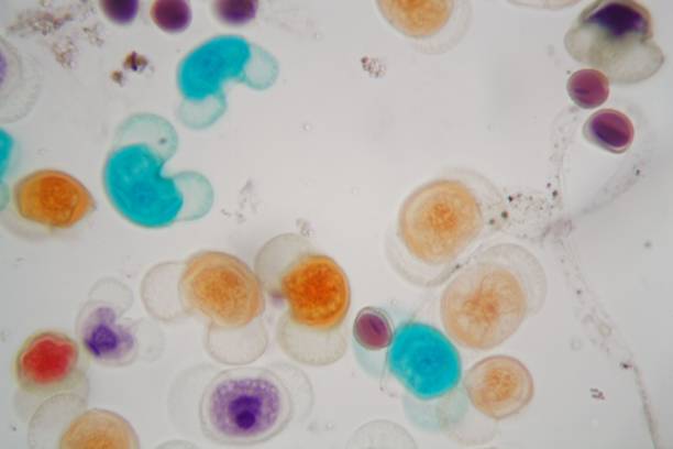 istock Pollen grains of different species under the microscope 1126688769