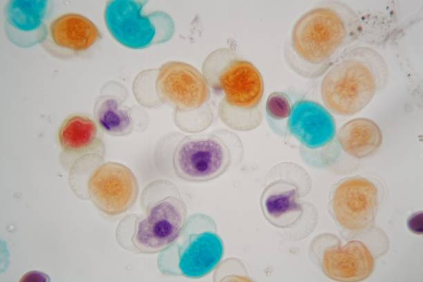 현미경의 밑에 다른 종의 꽃가루 곡물 - pollen grain 뉴스 사진 이미지