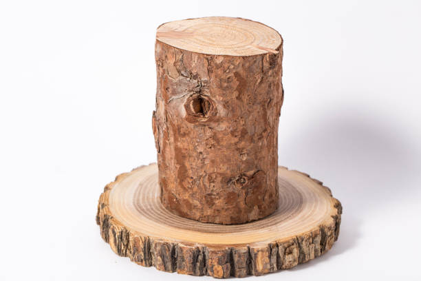istock Wooden stump(cut log) isolated. Round cut down tree with annual rings. 1126689179