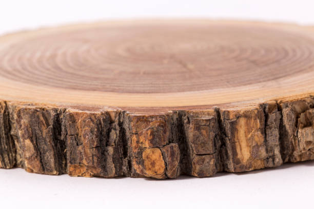 istock Wooden stump(cut log) isolated. Round cut down tree with annual rings. 1126689330