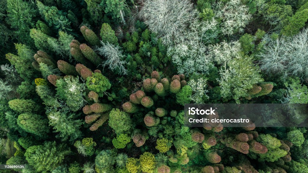 autumn forest with green and orange trees in Madeira island Portugal Aerial top down view of autumn forest with green and orange trees in Madeira island Portugal Forest Stock Photo