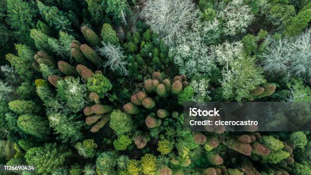 Autumn Forest With Green And Orange Trees In Madeira Island Portugal Stock Photo - Download Image Now