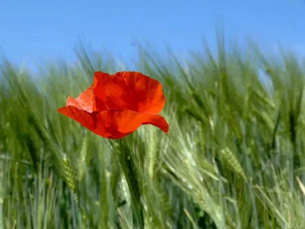blooming fragile red poppy under blue sky with lovely fresh green barley field on the concept of freshness, outdoors and nature and food production