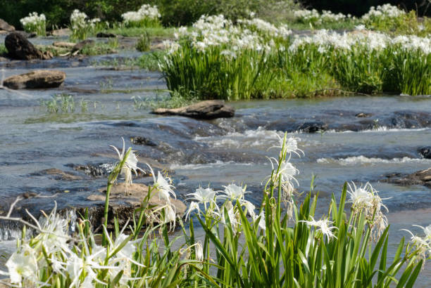 Endangered Shoals Spider Lily Flowers in Harris County Georgia The rare and endangered Shoals Spider Lily flowers growing at Flat Shoals Creek in Harris County Georgia USA. Selective focus on flowers in foreground with blurred background for copy space. spider lily stock pictures, royalty-free photos & images