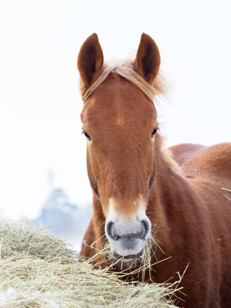 istock Horse in the Snow 1126693611