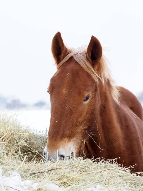 istock Horse in the Snow 1126693615