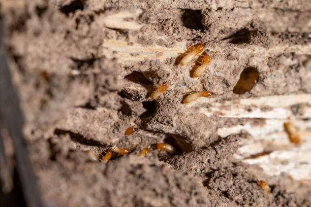 istock close up of termites 1126693846