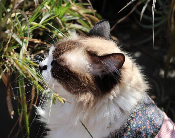 istock cats in the garden 1126694726