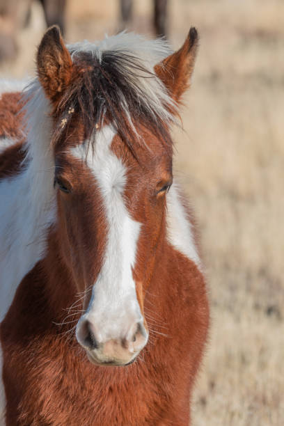 istock Cute Wild Horse Foal Portrait 1126694823