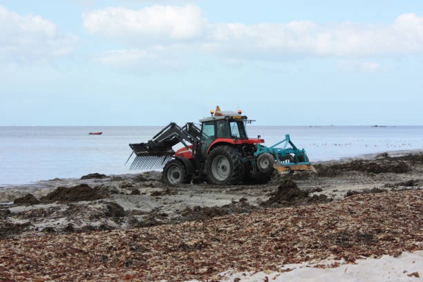 Remediation of a beach invaded by algae   Bretagne Breizh