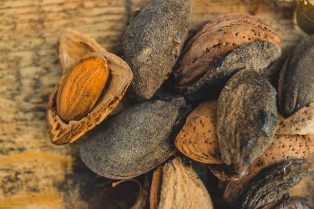 istock Almonds on wooden board from above 1126697216