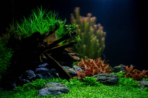 istock Freshwater aquascape Aquarium Tank 1 1126697543