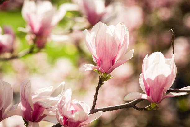 istock blooming magnolia flowers 1126697562