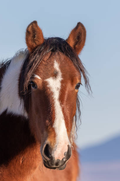 istock Wild Horse Portrait 1126699687