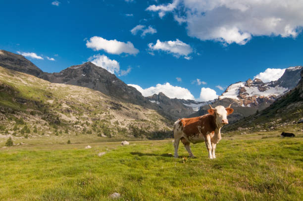istock Lonely cow grazing on the italian alps 1126700955