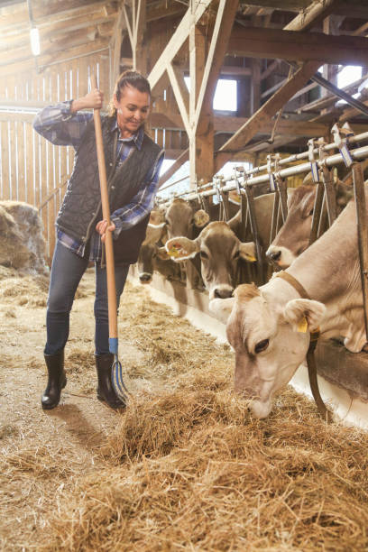 istock Female farmer feeding cows in a barn 1126701070