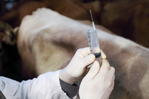 Close up of a syringe veterinarina is holding to vaccinate a cow in a barn.