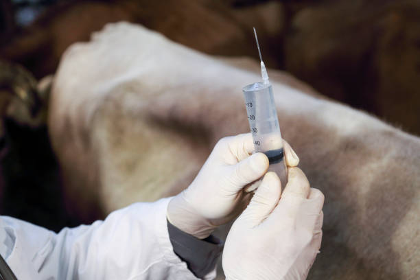 Veterinarian holds syringe with antibiotics Close up of a syringe veterinarina is holding to vaccinate a cow in a barn. bull animal photos stock pictures, royalty-free photos & images