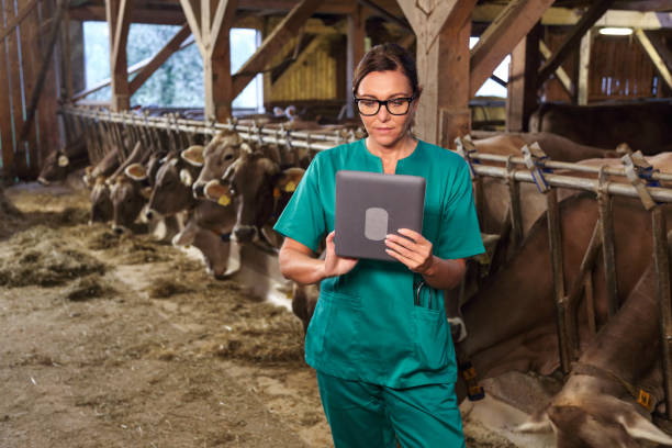 istock Female veterinarian with digital tablet in barn 1126701107