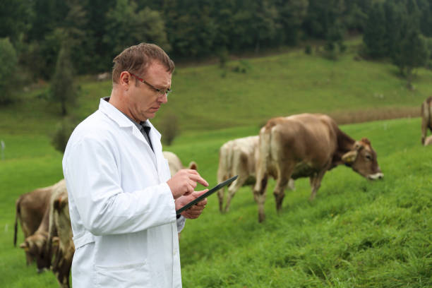 istock Veterinarian inspecting livestock on pasture 1126701248