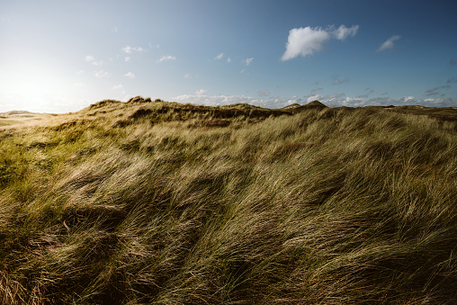 Dunes on the island of Borkum, Germany