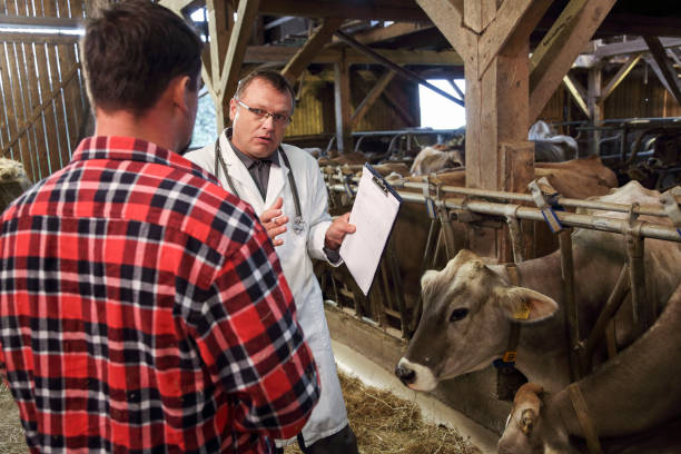 istock Veterinarian helping farmer with his livestock 1126701302