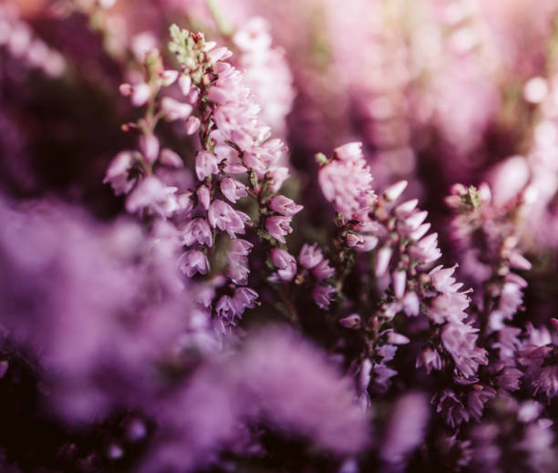 Colorful heather at sunset Colorful heather at sunset amrum stock pictures, royalty-free photos & images