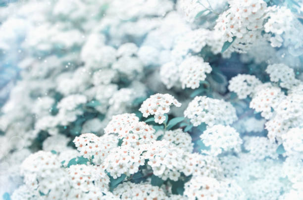 White spring flowers with blue blur. Beautiful natural background