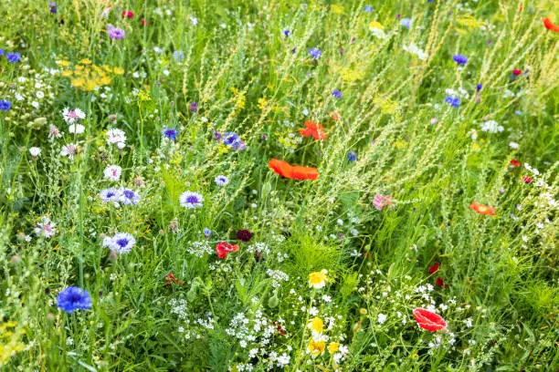 Beautiful blooming wildflower garden, honey plants for bees and other insects