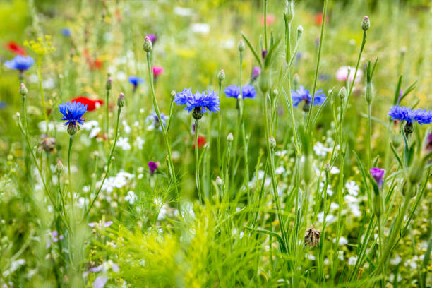 flores silvestres en el apogeo, acianos, amapolas y hierbas en el fondo - poppy field fotos fotografías e imágenes de stock