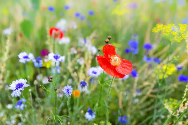 Flower field with wildflowers and native herbs, wildlife and insect habitat