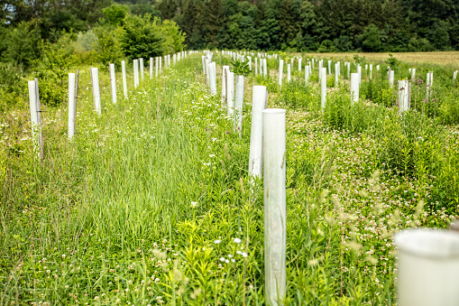 Tree nursery in the nature, forest culture with plastic tubes, protection and microclimate, growth shelters