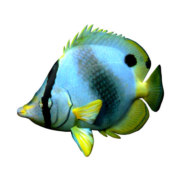 istock 3D illustration butterflyfish on white 1126706886