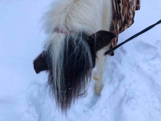 istock Horse having fun in the snow 1126706889