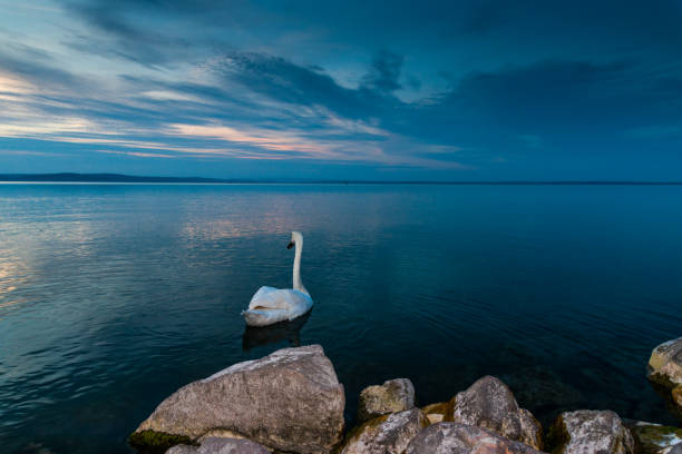 Mute swan, its scientific name is Cygnus olor in the lake Balaton