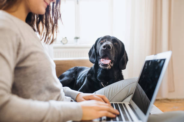 um meio de adolescente com um cão sentado em um sofá dentro de casa, trabalhando em um laptop. - unrecognizable person one person child childhood - fotografias e filmes do acervo