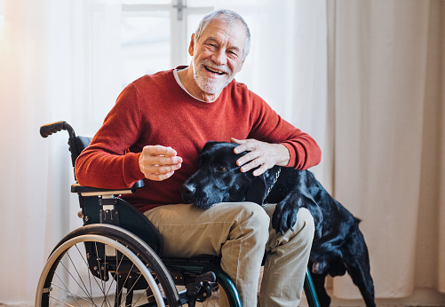 Un hombre mayor discapacitado en silla de ruedas en el interior jugando con un perro del animal doméstico en casa. photo