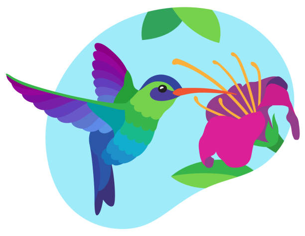 Bright multicolored blue and green hummingbird drinks nectar in flight from a large pink tropical flower on blue sky background Small tropical bird hummingbird takes nectar from a large exotic flower with its long beak pistil stock illustrations