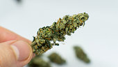 frische-freizeit-marihuana-ernte-trichome-macht-und-andere-elemente-thc-cbd.jpg?b=1&s=170x170&k=20&c=fuYSa-FL9qN6-q8tz2DOxjjeNWL4g46KH6skjwiQ3CQ=
