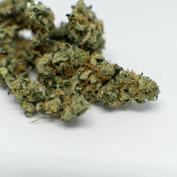 istock Fresh  recreational Marijuana harvest. Trichomes power and others elements THC CBD 1126709870